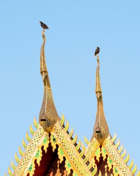 two white-vented mynas, Acridotheres grandis, perching on the gable apex of a temple, clear blue sky blackground