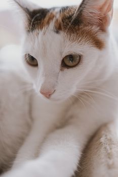 beautiful cute little white-red cat closeup feline