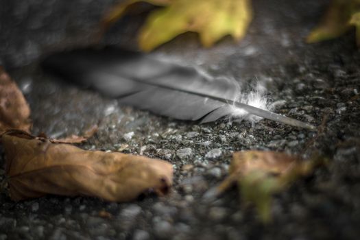 Still Life Urban composed of a bird feather, asphalt and autumn leaves.