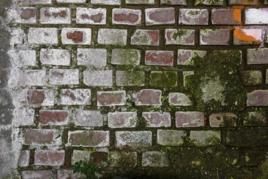 Old brick wall covered with green moss. Ideal for background and texture.