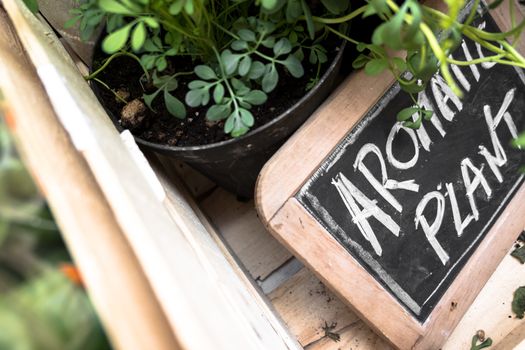 Small blackboard with "Aromatic Plant" inscription. Selected focus. Candid shot made in a shop of flowers and plants.