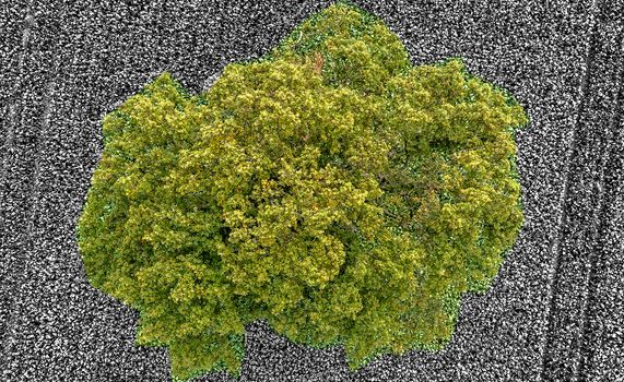 Aerial photograph tree, taken vertically with the drone, alienated by black and white background