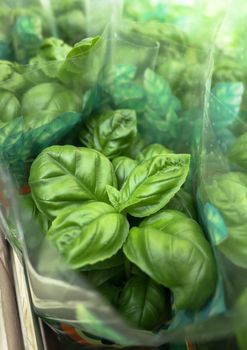 Basil plants in a row in the pots to the shop. Ready to be sold.