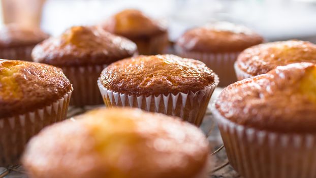 Batch of homemade freshly baked cupcakes or muffins cooling on a wire rack in the kitchen in a close up view with selective focus. Defocused blurry background.