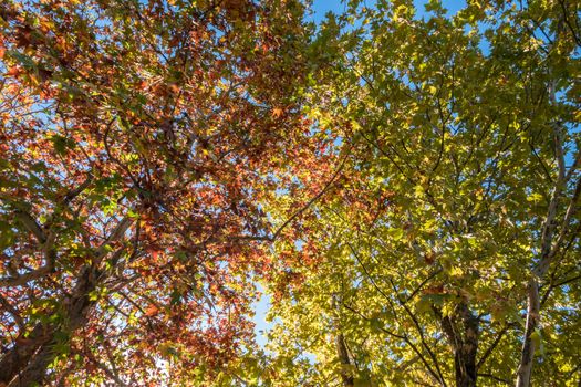 Autumn trees. On background a blue sky in a sunny day. Bottom view.