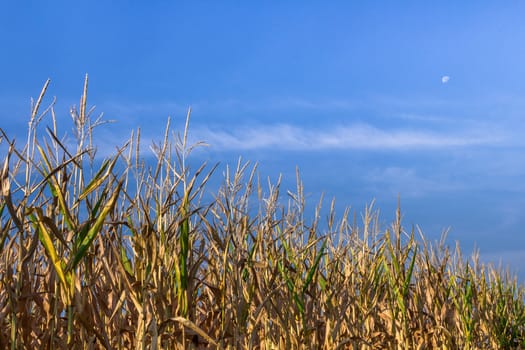 Horizontal shot of a wheat field with blue sky in the background.