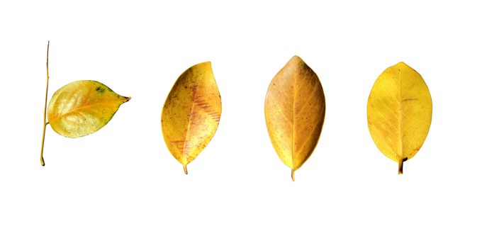 Yellow leaves isolated set on white background, clipping path