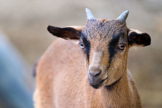 a young brown domestic short hair male goat with small horns standing on a solid ground, looking at the camera