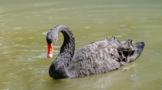 a black swan with bright orange beak swiming in the green pond