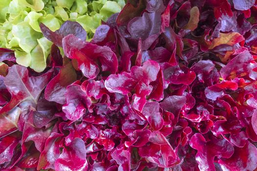 salad green and purple lettuce, fresh, organic, top view, closeup, macro