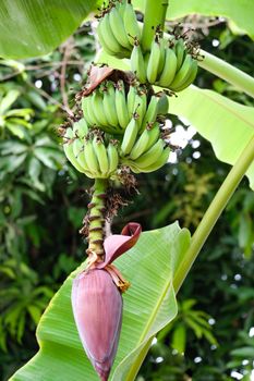 banana plant with bunch of green unripe fruits