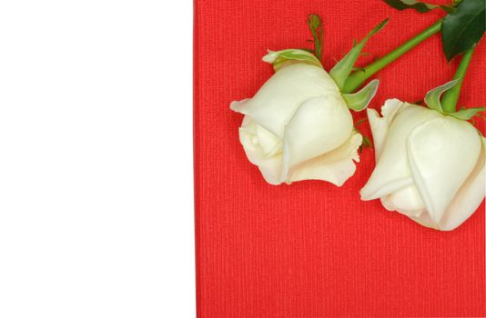 Two beautiful white roses on a red paper box, isolated on white background