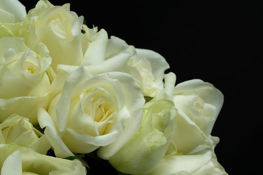 beautiful bouquet of white roses, closeup, dark background