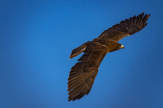 Harris's Hawk flying through the blue sky.