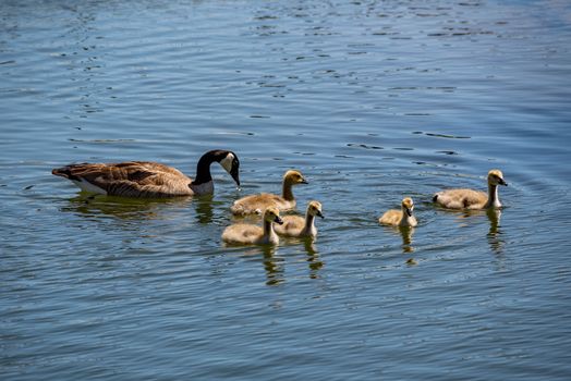 Canada Geese family swimming.