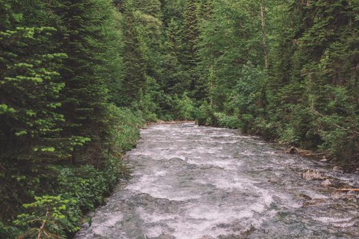 Mountain river with coniferous forest landscape beautiful scenic wild nature summer travel. Wild woods landscape serene view.