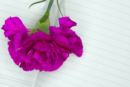 a purple carnation flower lying on a page of a notebook, top view, copy space
