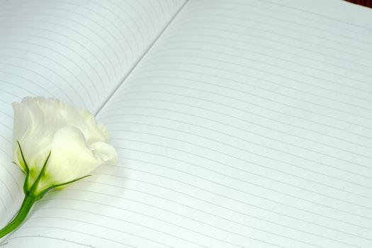 open diary or notebook of love and romance with a white rose lying on top of empty pages to write down passionate and romantic notes. copy space, top view
