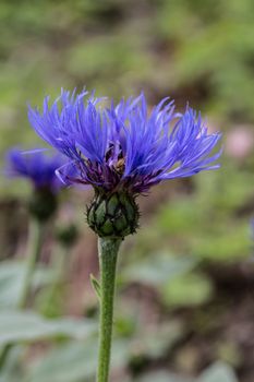 blue knapweed, flowering with stamens