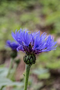 blue knapweed, flowering with stamens