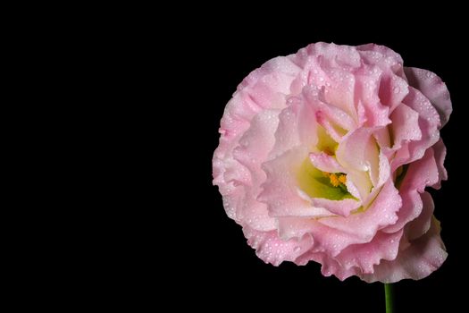 beautiful pink Lisianthus isolated on dark background