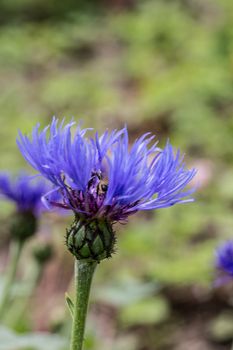 blue knapweed, flowering with stamens