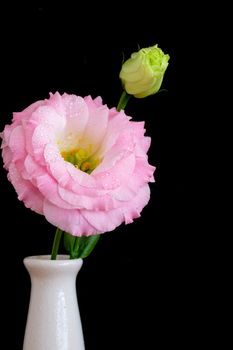 delicate and beautiful pink Lisianthus in a tall vase, dark backgrond