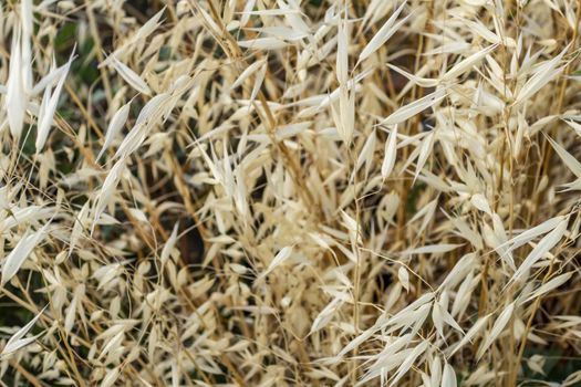 close up weeds in nature