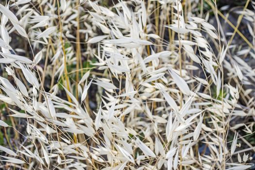 close up weeds in nature