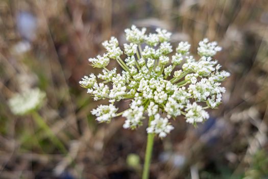 close up weeds in nature