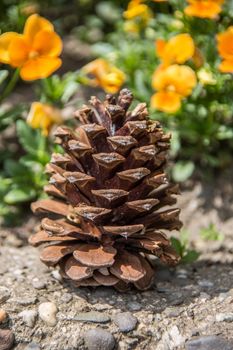 open brown conifer cone