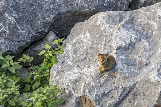 stone wall background and kitten