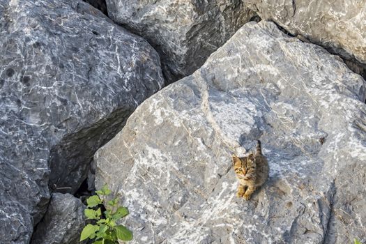 stone wall background and kitten