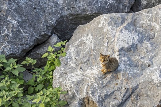 stone wall background and kitten