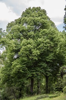 green deciduous trees with a large crown