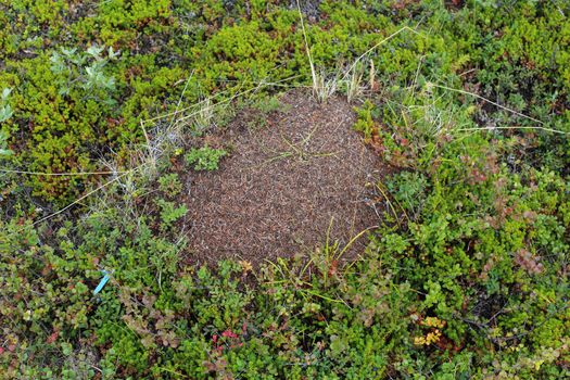 Close up of Ant mounds of the formica lugubris in the arctic tundra, northern Sweden