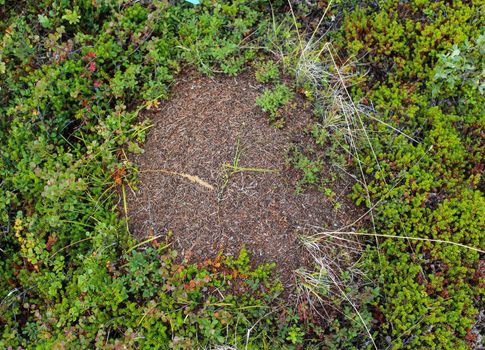 Close up of Ant mounds of the formica lugubris in the arctic tundra, northern Sweden