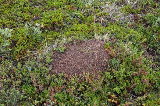 Close up of Ant mounds of the formica lugubris in the arctic tundra, northern Sweden