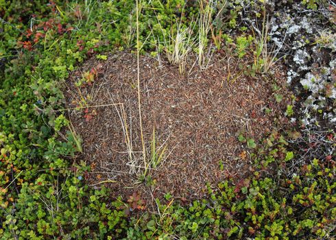 Close up of Ant mounds of the formica lugubris in the arctic tundra, northern Sweden