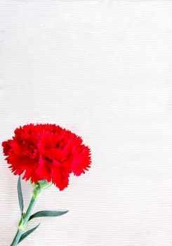 a beautiful red carnation on a white leather background