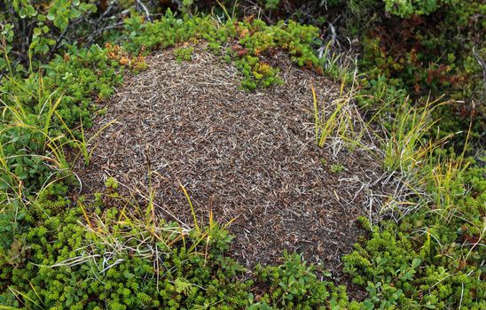 Close up of Ant mounds of the formica lugubris in the arctic tundra, northern Sweden