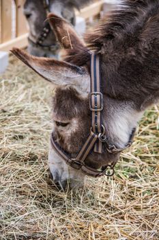 gray brown donkey eating