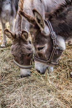gray brown donkey eating