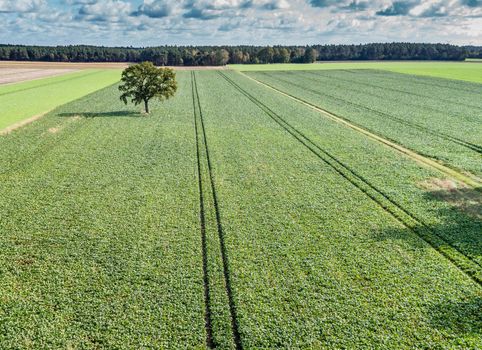 Lonely tree in a green field, forest and dramatic sky, aerial view with drone