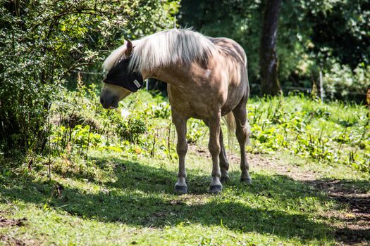 Apple mold grazes on pasture