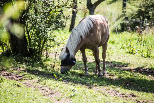 Apple mold grazes on pasture