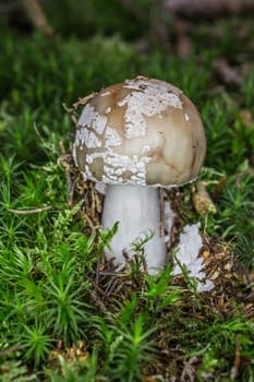 speckled toadstool in moss