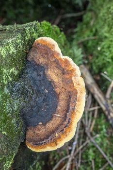 Tree fungus on dead wood trunk