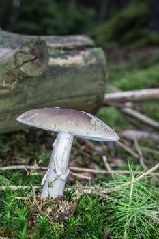 deadly toadstool in the moss