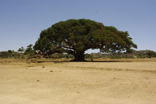 Eritrea, Africa - 08/10/2019: Travelling around the vilages near Asmara and Massawa. An amazing caption of the trees, mountains and some old typical houses with very hot climate in Eritrea.